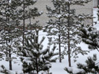 Молодые сосны в снегу, февраль 2014 г.